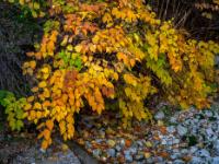 Herbstlich leuchtender Busch am trockenen Prien Bachbett